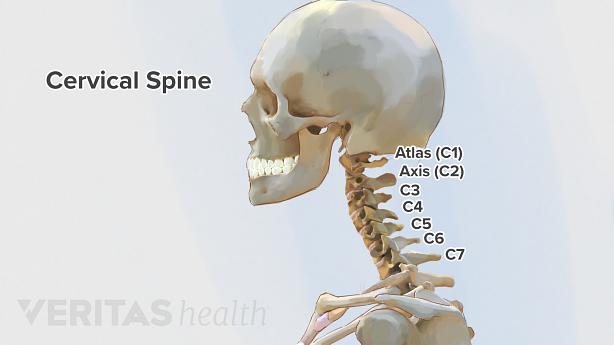 Illustration showing cervical spine and cervical vertebra.