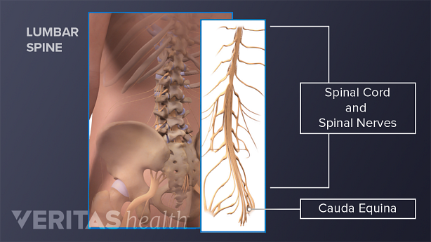 Spinal cord, spinal nerves, and cauda equina of the lumbar spine.