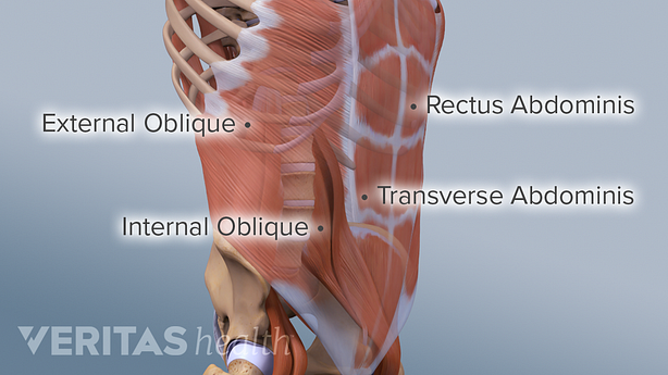 Illustration showing muscles in the lower back.