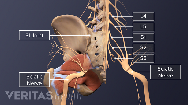 An illustration showing complex structure of the pelvis with spinal nerves and muscles.