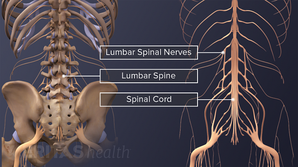 An illustration showing spinal nerves and caudal equina.