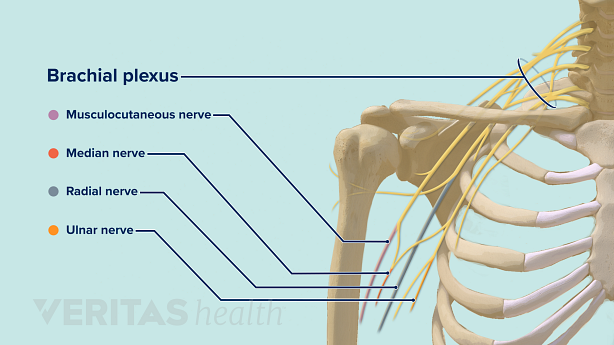 An illustration showing nerves of the arm.