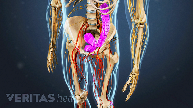 An illustration showing adult pelvis showing bladder highlighted in pink.