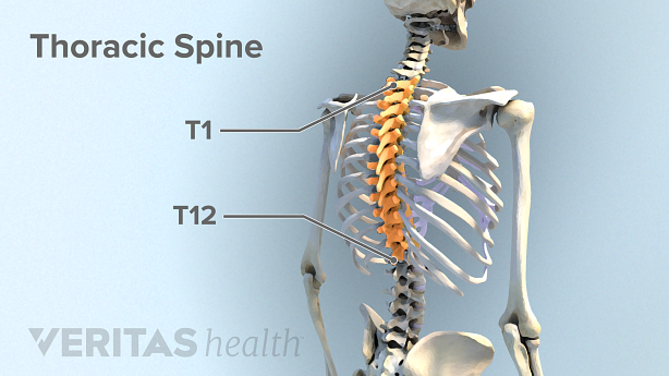 An adult spine with the thoracic vertebrae highlighted in yellow.