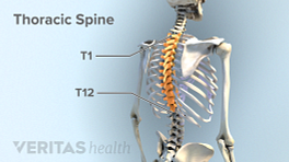 Thoracic spine with the thoracic vertebra highlighted from T1-T12.